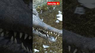 Gharial in river trending viralvideo crocodile river indianocean shortsfeed shorts feed [upl. by Law]