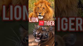 Lion Vs Tiger Whos Really Stronger animals lion tiger shorts [upl. by Sellig]