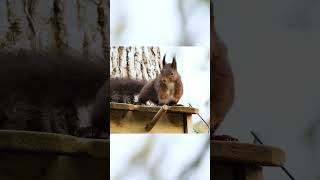 Cute Squirrel Moments – Playful Winter Friend  Momentos lindos de ardillas [upl. by Nancey655]