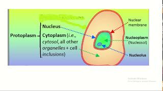 Protoplasm vs cytoplasm  understanding the difference [upl. by Lesak672]