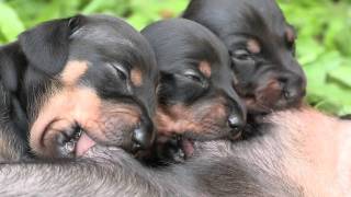 Cute Dachshund Puppies Suckling [upl. by Adi]