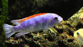 african malawi cichlid tank Labeotropheus trewavasae Thumbi West Island [upl. by Grimaud]