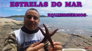 Estrelas e Ouriços do Mar cuidados e curiosidades [upl. by Ordnajela]