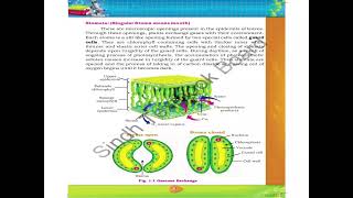 Stomata Singular Stoma means mouth 10th Class BiologyChapter 1 Lecture 4 In Sindhi [upl. by Ettelohcin]