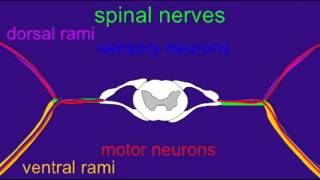 SPINAL CORD ROOTS AND RAMI [upl. by Akenor287]