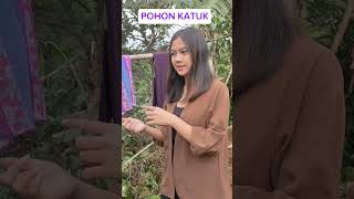 KHASIAT POHON KATUK [upl. by Eremihc]