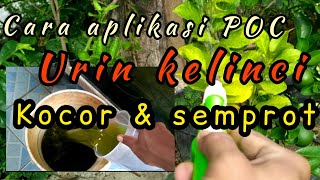 cara aplikasi urin kelinci  POC urine kelinci [upl. by Ellenod720]