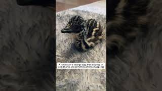 A family saw a strange egg and then ostrich short [upl. by Klarrisa]