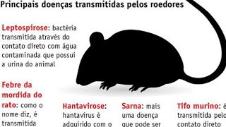 Receita caseira para acabar com os ratos de esgoto👍👍 0401 2018 [upl. by Atcele]