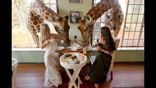 Giraffe Manor Kenya [upl. by Davine]