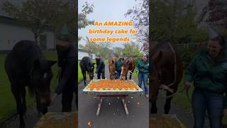 Best birthday party ever 🥳 Faugheen 16 Beef Or Salmon 28 amp Hurricane Fly earlier this year 🎂 [upl. by Dawaj207]