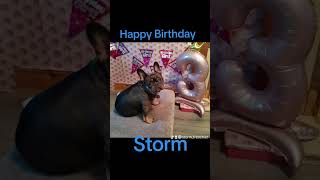 Happy 3rd Birthday Storm dog frenchbulldog pets doglover doglife happybirthday bulldog [upl. by Ardied]