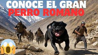 🐶Canis Pugnax🐶El Perro de Guerra del Soldado Romano  Curiosidades Históricas🦮PERROSRAZASDOGRAZA [upl. by Bethesde]