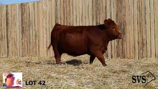 Border City Simmental Sale LOT 42 [upl. by Erlina]