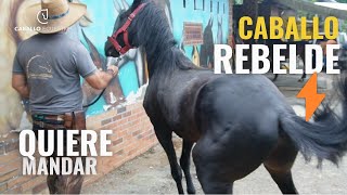 CABALLO REBELDE ❌☠️❌ QUIERE MANDAR E1 [upl. by Alamak]