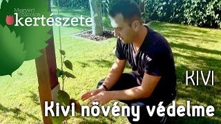 Kivi ültetése és gondozása  Kivi növény védelme  Megyeri Szabolcs Kivi Kertészet [upl. by Ahsienet262]