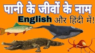 Science  What Is Water Cycle  Hindi [upl. by Nare235]