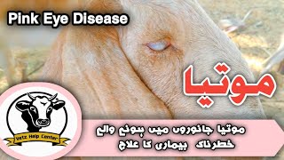 Pink Eye Disease in Goat  Motiya  White Eye  Treatment [upl. by Noffihc451]