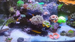 how to get your copepods to reproduce faster in reef tank [upl. by Shannan11]