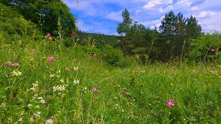 Summer Meadow Ambience Birds Singing Birds Sound Crickets Birdsong  8 HOURS [upl. by Salomone]