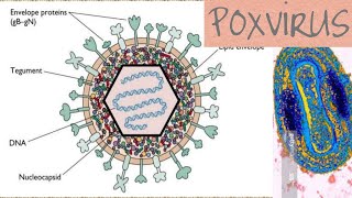 Poxvirus microbiology [upl. by Hairem]