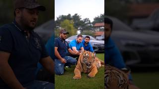 Samajh jao I m Tiger 🐅 tiger lion animals petlover pets lionking worldtiger bigcatswildlife [upl. by Yhtomit]