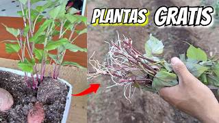 👆así conseguí 100tos de PLANTAS de CAMOTE batata GRATIS 🌱🥔 [upl. by Sral]