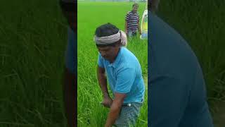 Use of Cono Weeder Machine in Paddy Cultivation On Field Demonstration [upl. by Onifur]