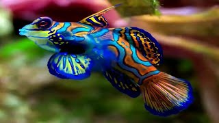 Mandarinfish Synchiropus splendidus [upl. by Idelle]