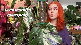 Finally upgrading my Monstera Albo to a moss pole🌱 [upl. by Ojeibbob]