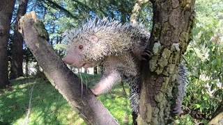 PrehensileTailed Porcupine Bebeto Cronch Snacks [upl. by Uhthna]