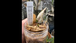 PET Method  Seedling Repot [upl. by Kimber]