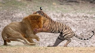 Tiger VS Lion Who would win [upl. by Highams]