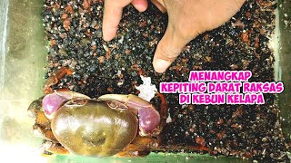 menangkap kepiting darat raksasa di kebun kelapa pantai [upl. by Jariah]