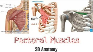 3D explanation of Pectoral Muscles  Origin Insertion and Nerve Supplies [upl. by Niahs256]