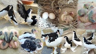 White and black pigeons 😍 breeding progress  Mere kabootar ka baccho ki video ❤️ 1day to 28day [upl. by Aronid]