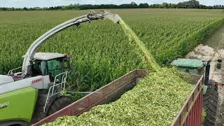 Chopping Corn In Rice MN September 7 2024 [upl. by Allesiram]