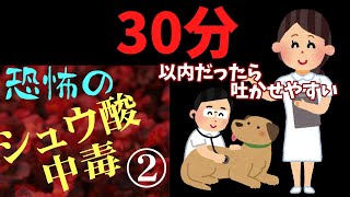 【閲覧注意】ベゴニアを食べた犬がシュウ酸中毒を起こした！其の二176 [upl. by Anma]