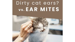 Dirty cat ears  vs ear mites [upl. by Postman]