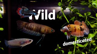 Wild Betta Fish  Not Your Everyday Bettas [upl. by Adnavoj]