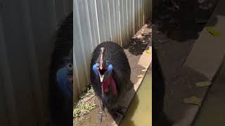 This is a cassowary it is recognized as the most dangerous bird [upl. by Cyndy]