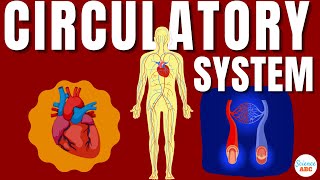 Circulatory System And The Heart  Explained In Simple Words [upl. by Ttocs]