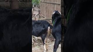 Lots of two goats they very beautiful surprising shoots we enjoy202480 [upl. by Ycats]