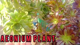 How to grow Aeonium plant in December January month aaradhyagardentips9668 [upl. by Naivad502]