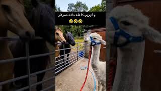 Shuf shuf sarkar🤣🤣swabi animals funnyanimalsshufshufsarkarjustforfun [upl. by Kciredohr396]