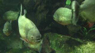 Redbellied Piranha Serrasalmus nattereri or Pygocentrus nattereri 2 [upl. by Agle]