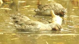 Greenwinged teal  Grenadier Pond High Park [upl. by Grof]