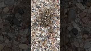 Hogna carolinensis commonly known as a Carolina wolf spider hatching its eggs￼spiderspecies [upl. by Ahseenat]