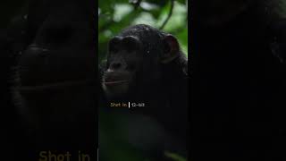 Filming chimps in the rain [upl. by Adela]