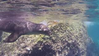 Swimming with Sea Lions in La Paz Mexico [upl. by Faxan742]